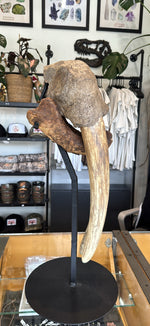 Ancient walrus skull - 2