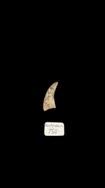 Nanotyrannus tooth - 3