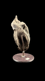 Hypacrosaur Vertebrae - 3