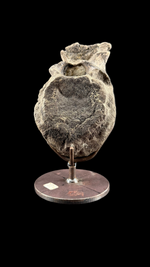 Hypacrosaur Vertebrae - 2