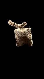 Pachycephalosaur Vertebrae - 4