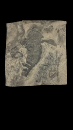 Sea Scorpion Eurypterid (Large) - 1