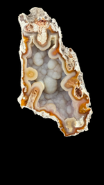 Agatized Coral - 4