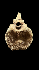 Pachycephalosaur Vertebrae - 1
