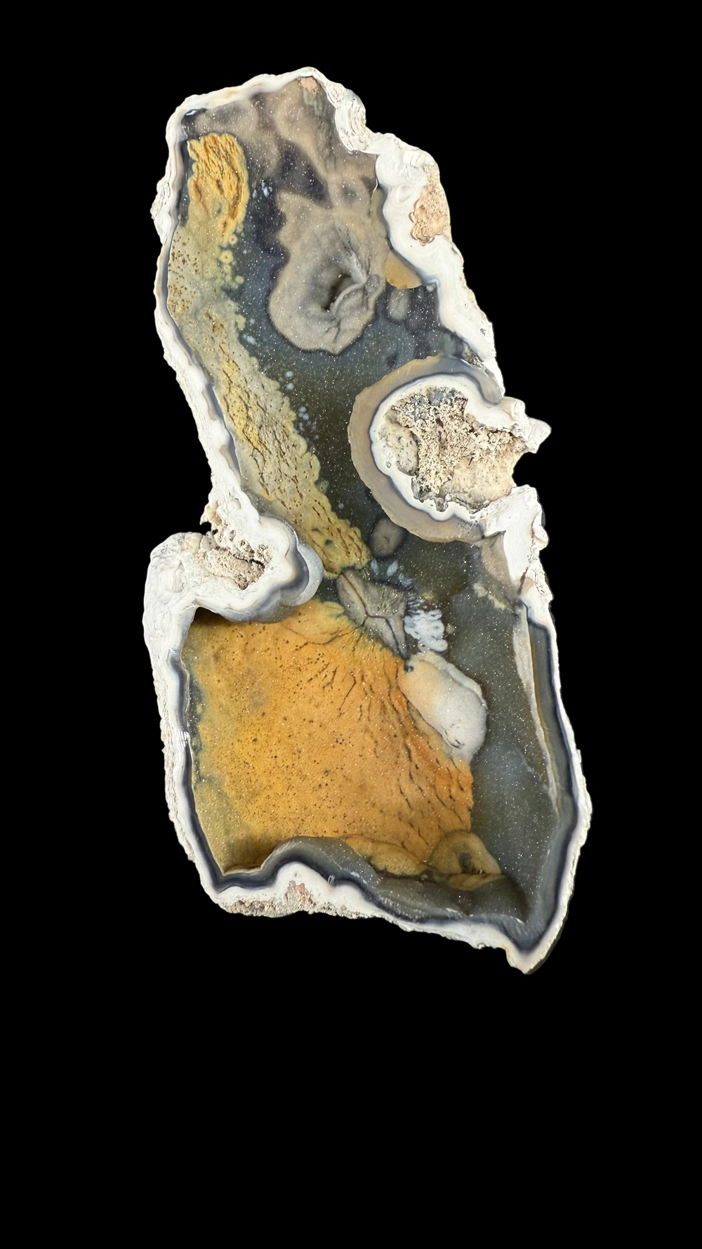 Agatized Coral