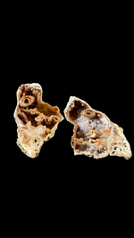 Agatized Coral - 7
