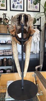 Ancient walrus skull - 3