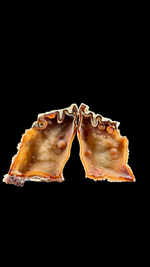 Agatized Coral - 5