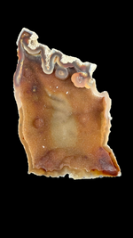Agatized Coral - 2