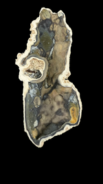 Agatized Coral - 2