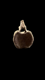 Pachycephalosaur Vertebrae - 3