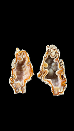 Agatized Coral - 6