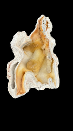 Agatized Coral - 4