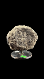 Hypacrosaur Vertebrae - 3