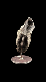 Hypacrosaur Vertebrae - 5