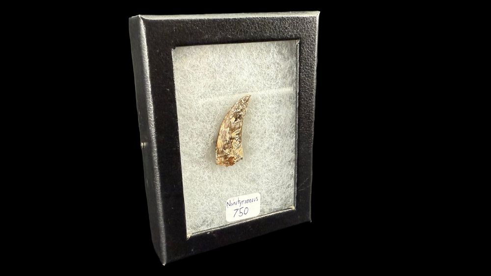 Nanotyrannus tooth