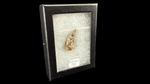 Nanotyrannus tooth - 1