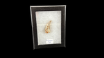 Nanotyrannus tooth - 2