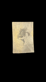 Sea Scorpion Eurypterid (small) - 1