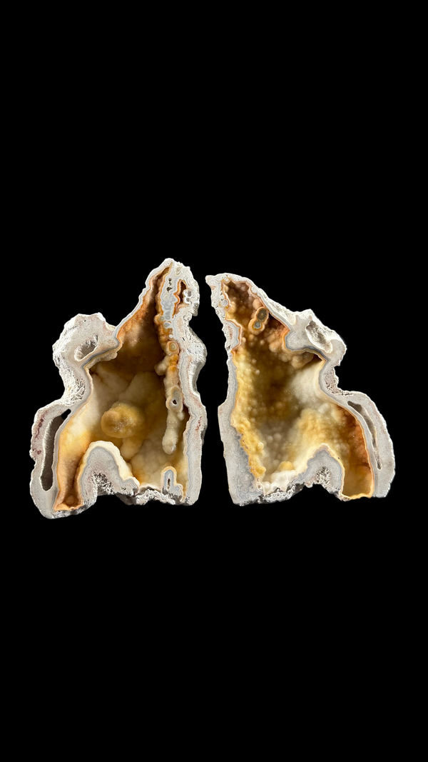 Agatized Coral