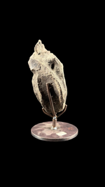 Hypacrosaur Vertebrae - 1