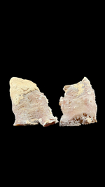 Agatized Coral - 8