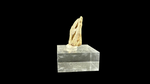 Pachycephalosaur Claw - 3