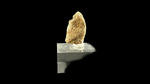 Pachycephalosaur Claw - 2