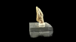 Pachycephalosaur Claw - 1