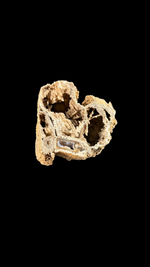 Agatized Coral - 1