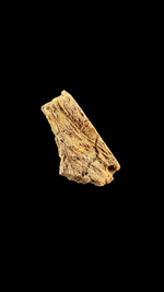Agatized Coral - 2