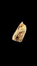 Agatized Coral - 4