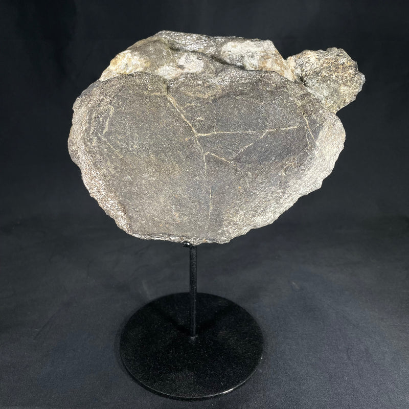 Camarasaurus Vertebrae