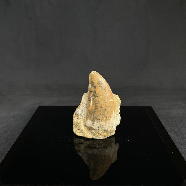 Carcharodontosaurus Tooth in Matrix I