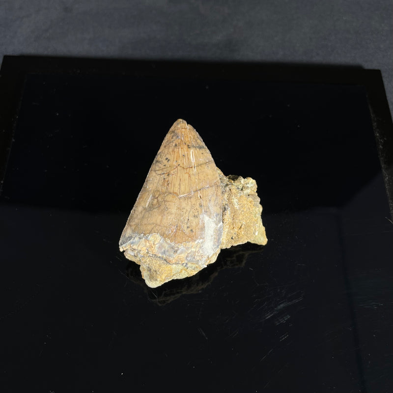 Carcharodontosaurus Tooth in Matrix II