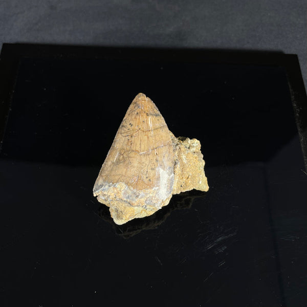 Carcharodontosaurus Tooth in Matrix II