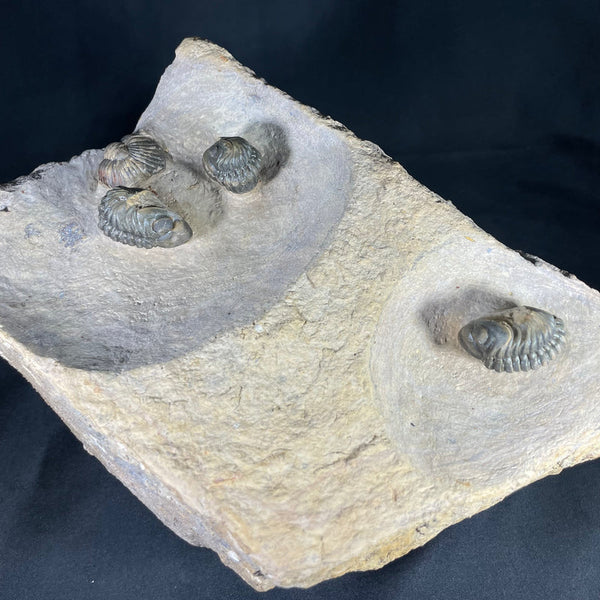 Morocops Trilobite Block