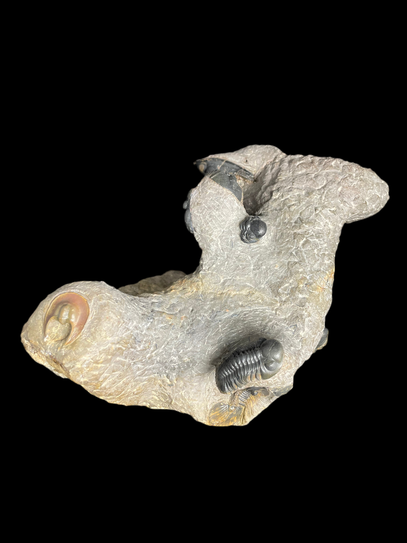 Trilobite Block